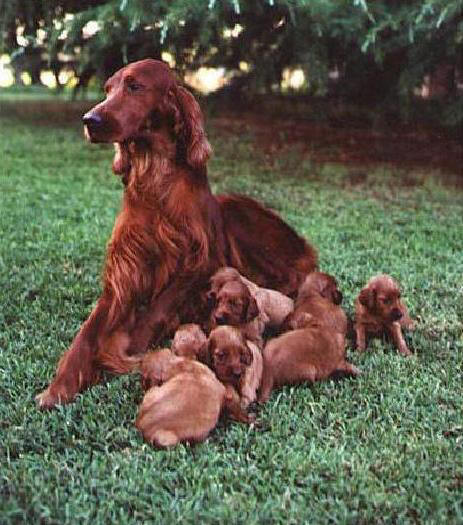 Lea di Casa Bertolini e i suoi splendidi cuccioli
